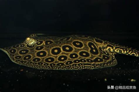 魟魚顏色|講講常見的10個品系魟魚